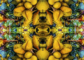 Seaweed Kaleidoscope Mark Yanny Jackson WI digital photography  SOLD